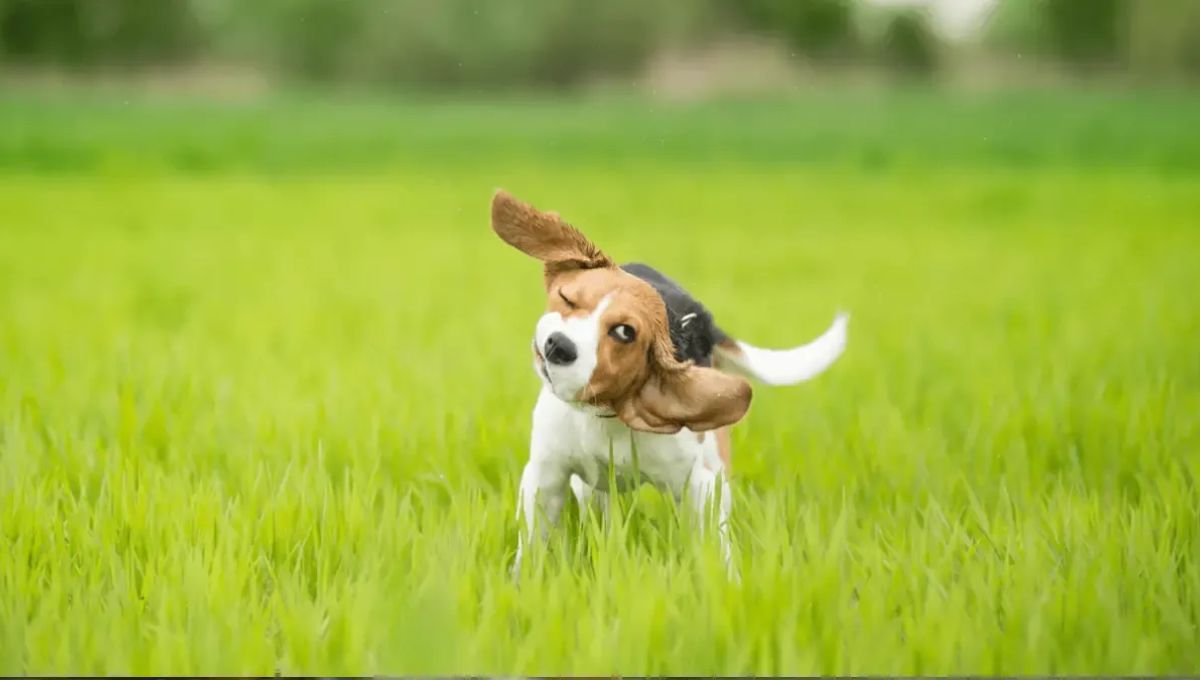 Qué significa que tu perro sacuda su cabeza constantemente y por qué es algo negativo