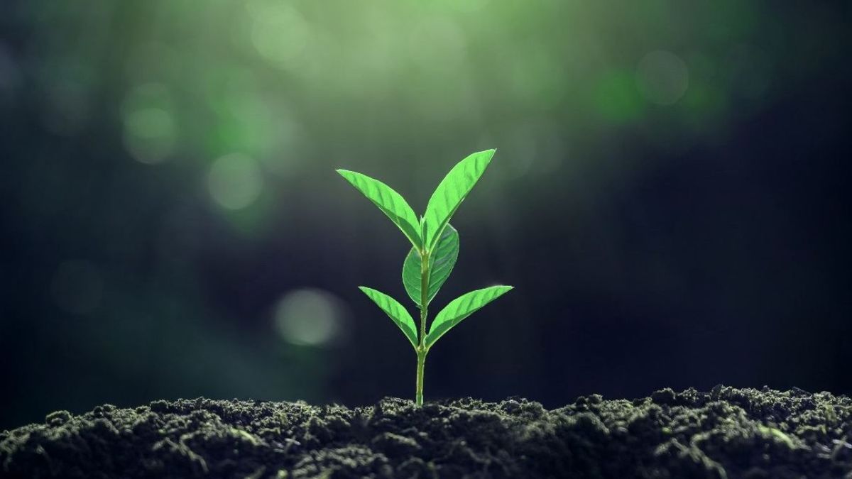 Asombroso descubrimiento demuestra que las plantas pueden crecer casi en la oscuridad Asombroso descubrimiento demuestra que las plantas pueden crecer casi en la oscuridad