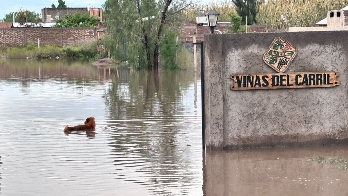 Un perro muestra sus dotes de nadador en el barrio Viñas del Carril, que amaneció inundado. Un perro muestra sus dotes de nadador en el barrio Viñas del Carril, que amaneció inundado.