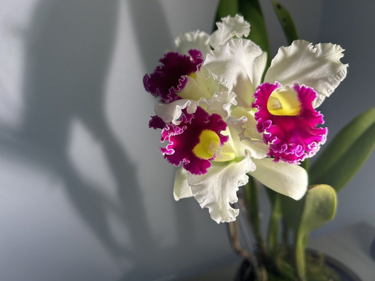 Con más de 25 mil especies, hay orquídeas para todos los gustos. Con más de 25 mil especies, hay orquídeas para todos los gustos.