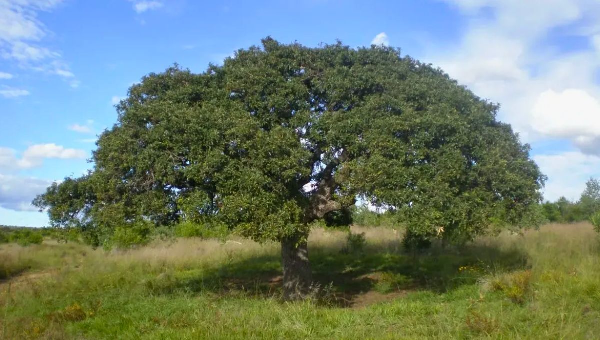 El imponente árbol para casa: no rompe el suelo, da mucha sombra y resiste a la sequía