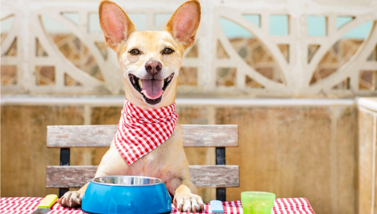 Un estudio determinó cuál es la mejor ciudad para los perros en Estados Unidos
