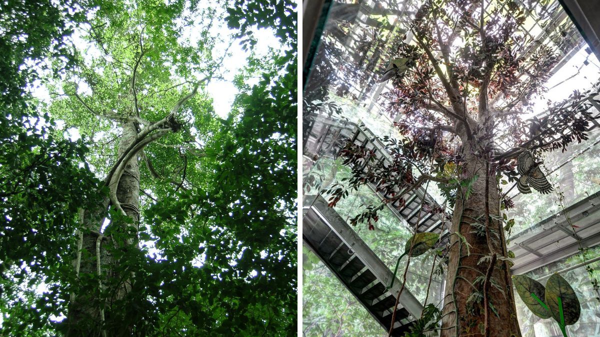 El árbol maya que ayuda a tratar la diabetes, la bronquitis, la ...