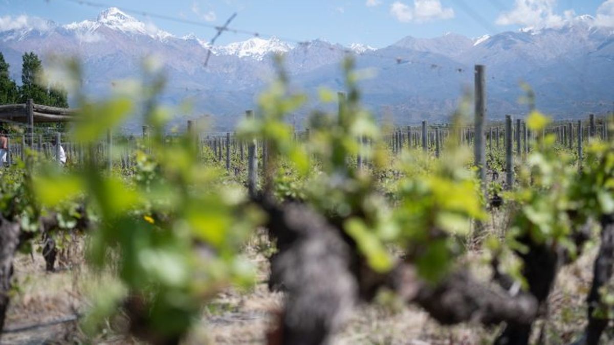 Estados Unidos mantuvo el cupo de exportación de mosto de uva blanca para Argentina. Estados Unidos mantuvo el cupo de exportación de mosto de uva blanca para Argentina.