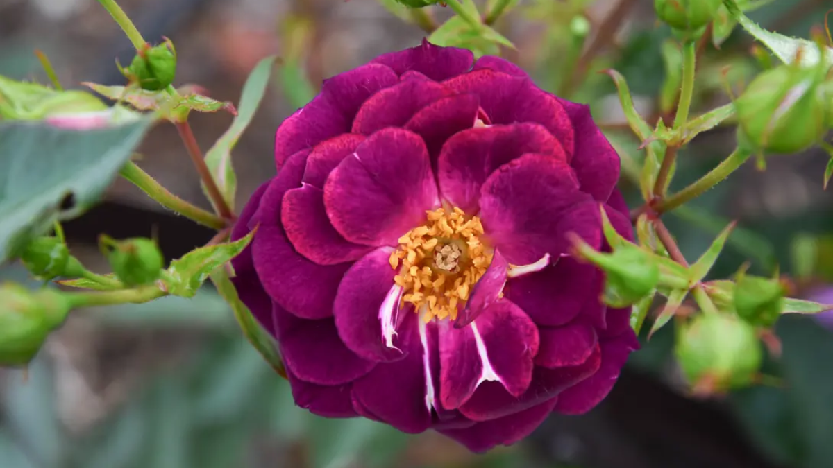 Esta planta tiene flores que decoran cualquier espacio del hogar.