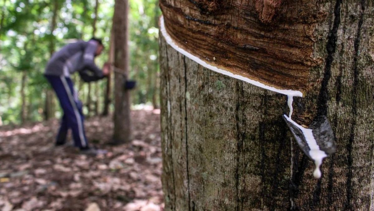 Sabia, árbol de caucho