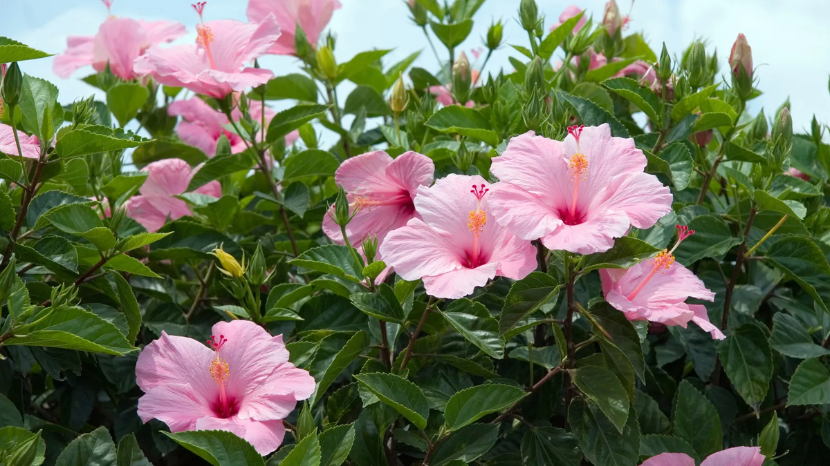 El árbol que inunda el jardín de aroma dulce y es apto para macetas