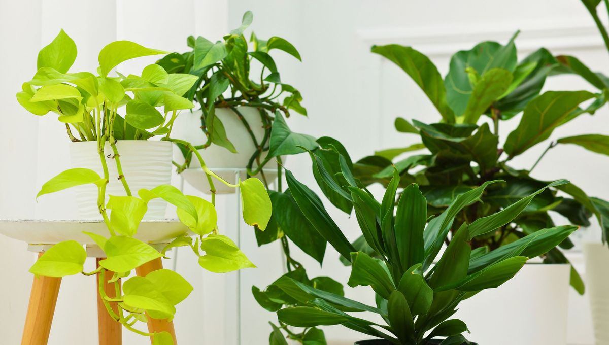 Aunque no lo creas, el potus es una especie bastante difícil de matar y muy fácil de reproducir. 