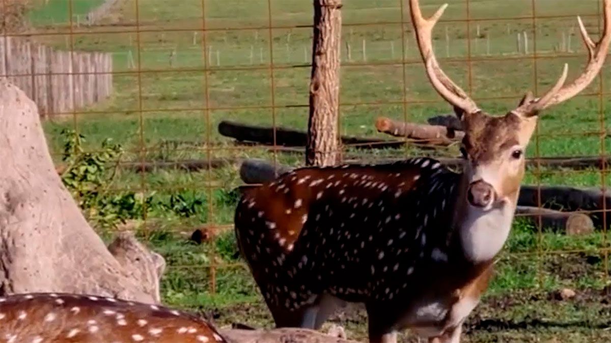El ciervo axis es una especie exótica que fue introducido en la Argentina a principios del Siglo XX.
