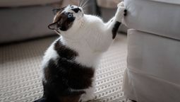 Truco para evitar que tu gato arañe todos tus muebles