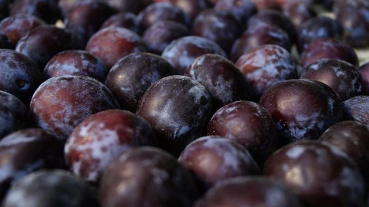 La provincia cuenta con poco más de 5 mil productores de ciruela.