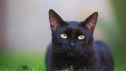¿Qué significa que un gato negro entre en tu casa? ¿Qué significa que un gato negro entre en tu casa?