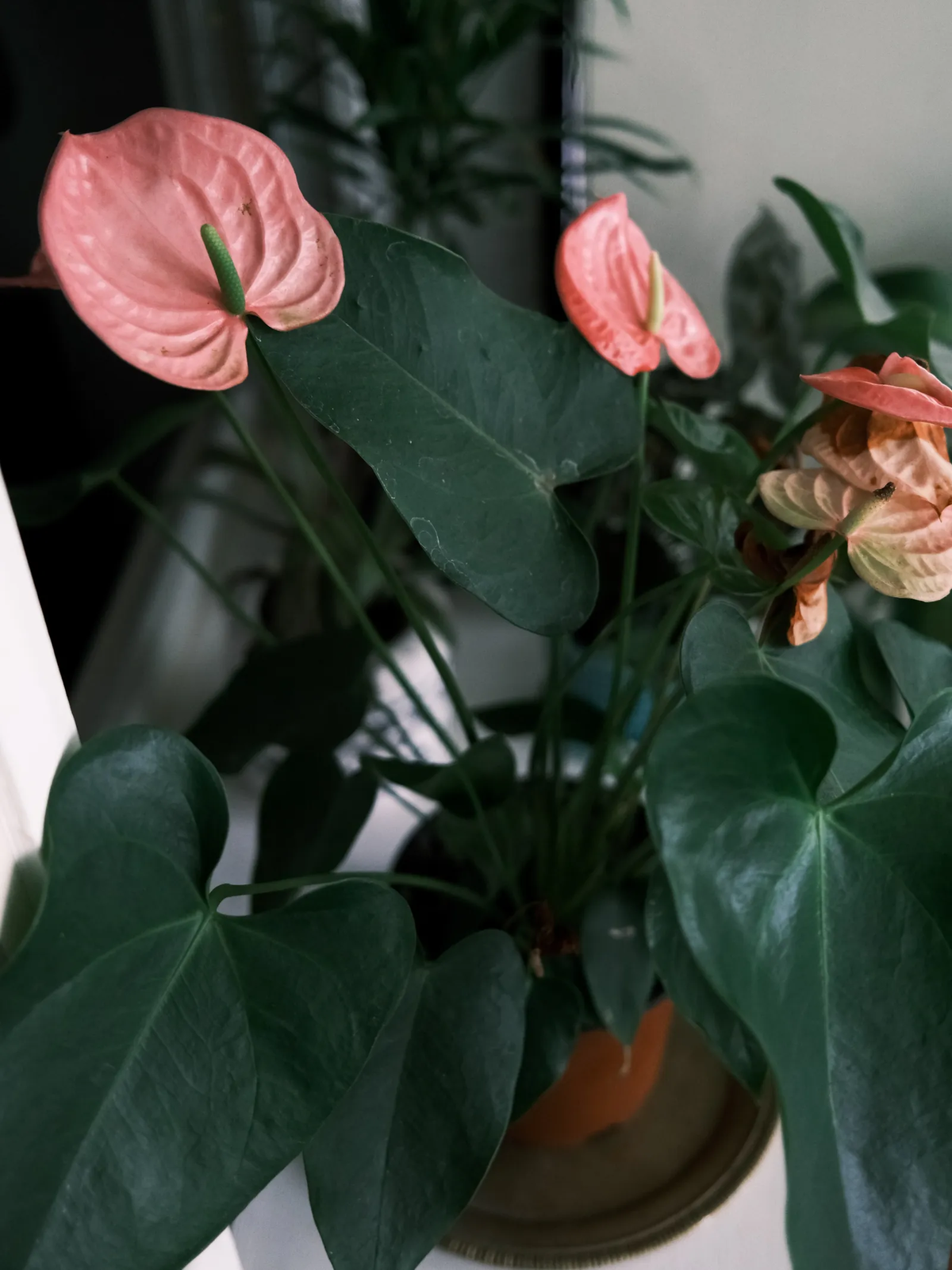 Estas plantas se pueden cultivar en macetas o directamente en el sustrato del jardín. Imagen: Pixabay Estas plantas se pueden cultivar en macetas o directamente en el sustrato del jardín. Imagen: Pixabay