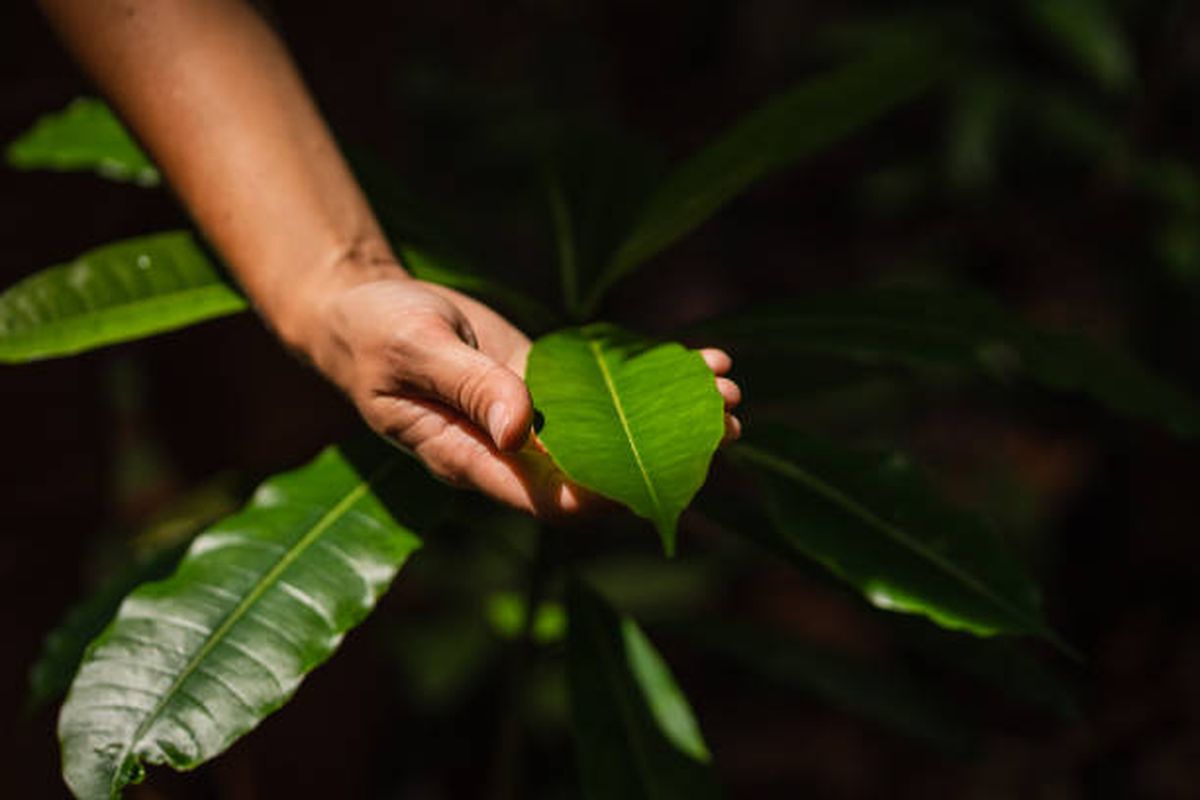 Las plantas crecerán más fuertes gracias a este truco de jardinería. Las plantas crecerán más fuertes gracias a este truco de jardinería.