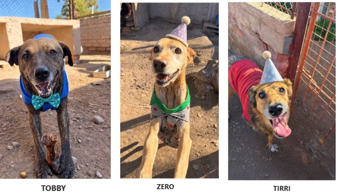 La plataforma Simba permite llevar un registro de cada perro y gato que recibe atención en la Veterinaria Municipal