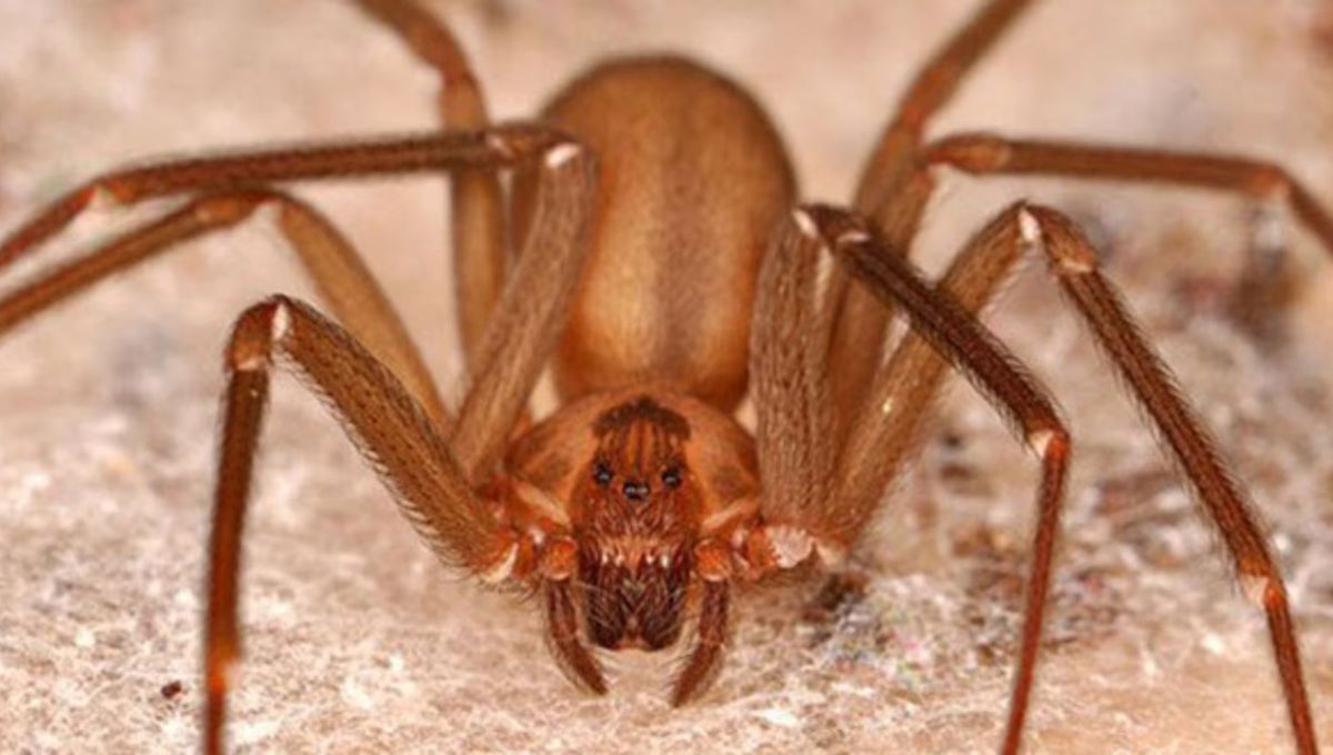 El ajo tiene la capacidad de repeler a la araña violinista, evitando su presencia en tu casa.