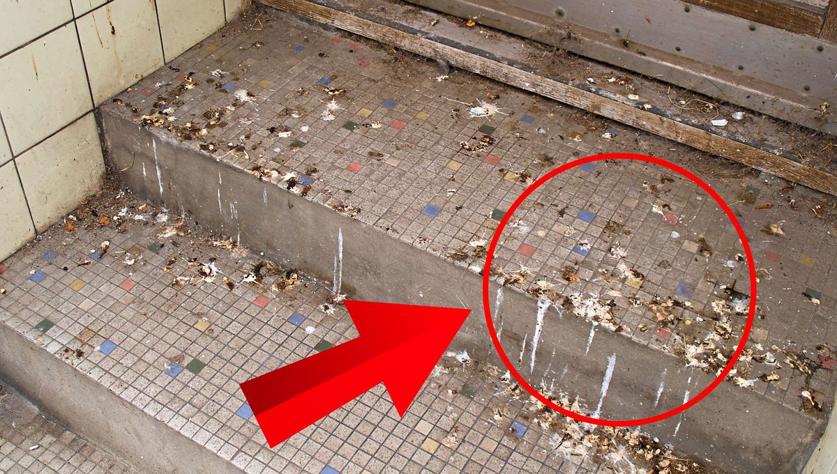 ¿Qué significa este comportamiento tan común en las palomas?&nbsp;