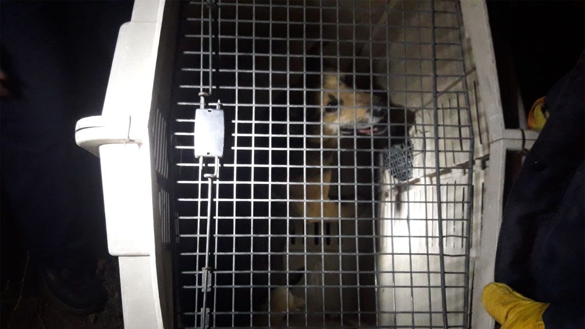 Dos perros fueron atrapados el miércoles y otro el jueves. Los vecinos los reconocieron como parte de la jauría que atacó a Clara Cáceres