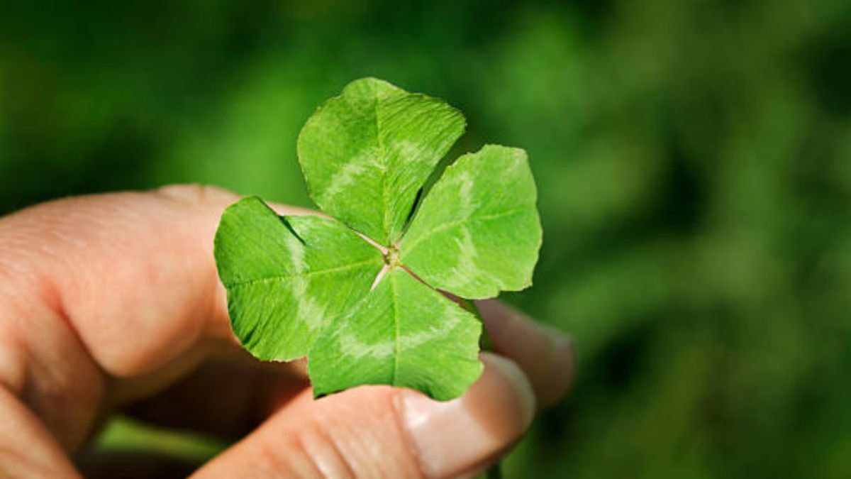 Este ritual atrae, entre otras cosas, a la buena suerte. Este ritual atrae, entre otras cosas, a la buena suerte.