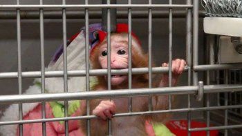 PETA denunció con un video experimentos crueles en monos bebés