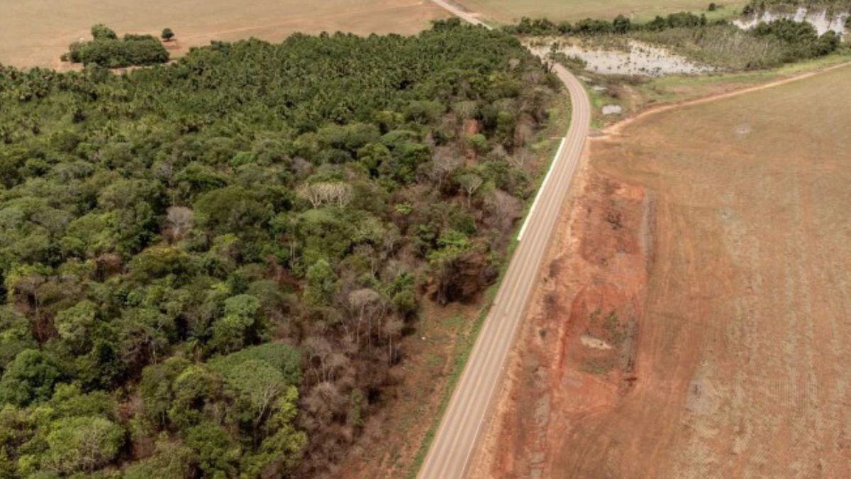 Campo deforestado para plantación de soja en Querência, estado de Mato Grosso, Brasil. Mato Grosso y Mato Grosso do Sul se encuentran entre los diez estados brasileños con mayor deforestación (Imagen: Flávia Milhorance / Dialogue Earth) Campo deforestado para plantación de soja en Querência, estado de Mato Grosso, Brasil. Mato Grosso y Mato Grosso do Sul se encuentran entre los diez estados brasileños con mayor deforestación (Imagen: Flávia Milhorance / Dialogue Earth)
