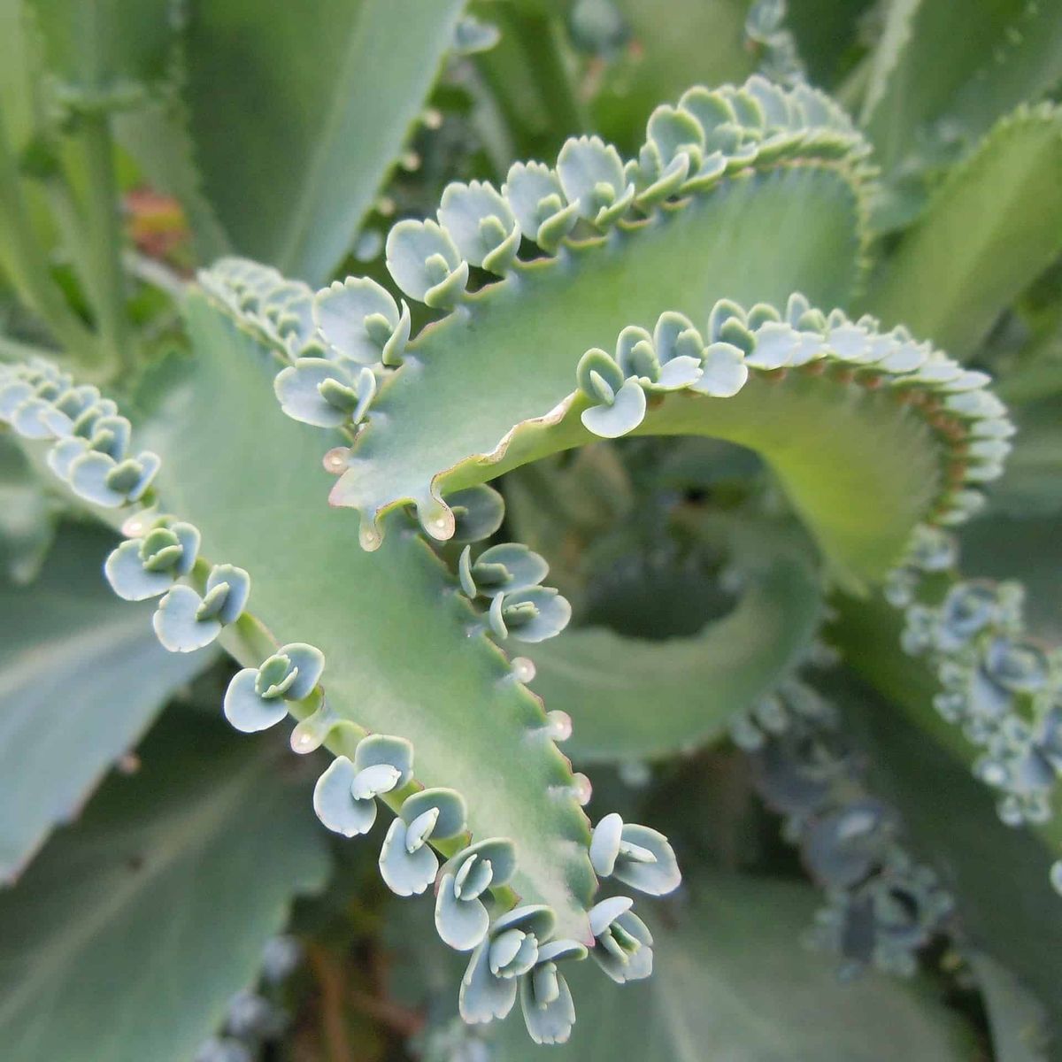 Kalanchoe. Kalanchoe.