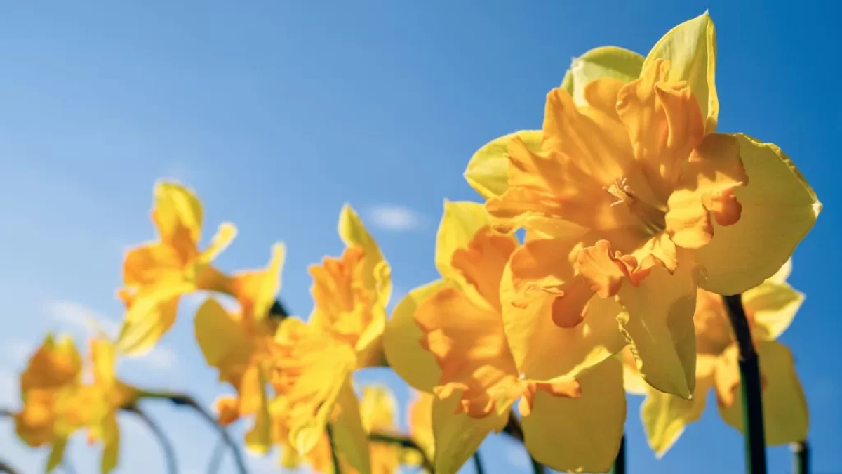 La planta venenosa que debes tener en tu hogar: es ideal para repeler a las ratas La planta venenosa que debes tener en tu hogar: es ideal para repeler a las ratas