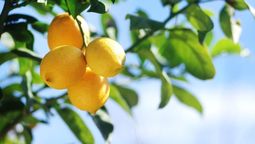 Los árboles frutales que garantizan sombra en verano. Los árboles frutales que garantizan sombra en verano.