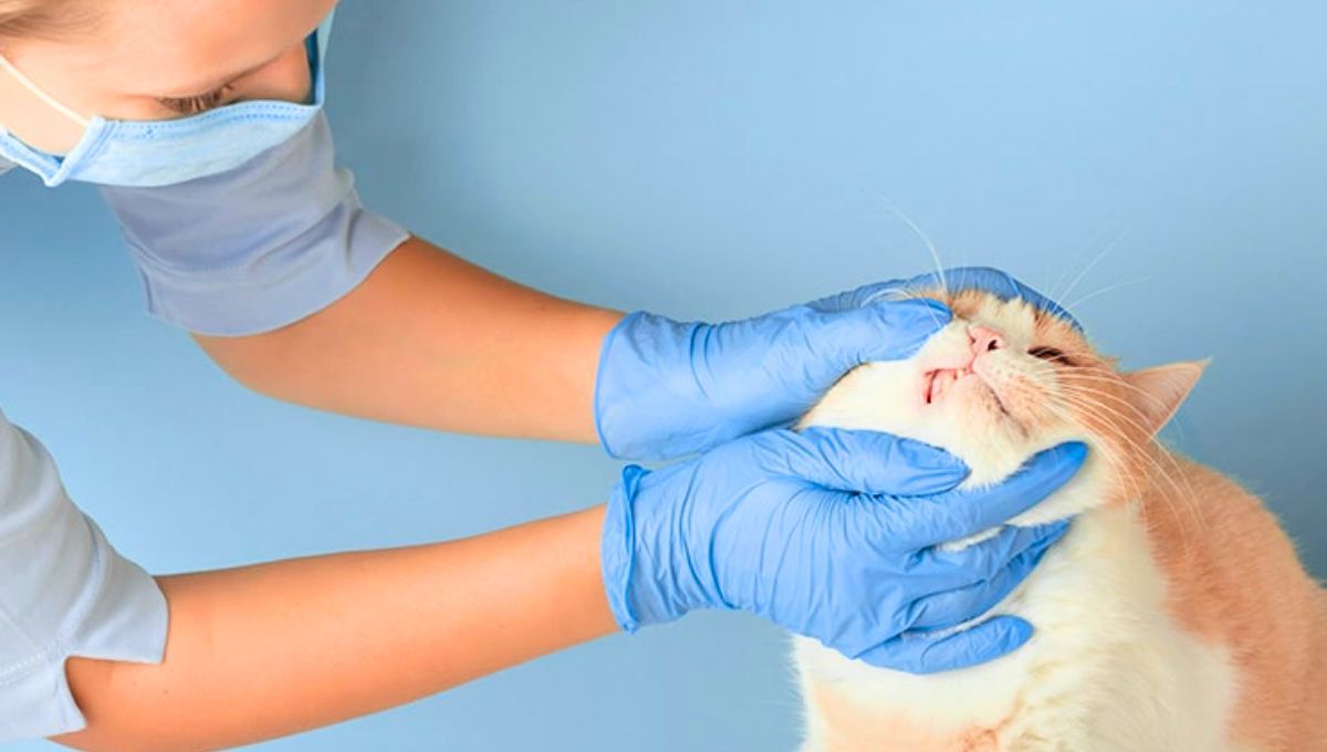 Qué significa que tu gato tenga las encías azules y por qué es una emergencia