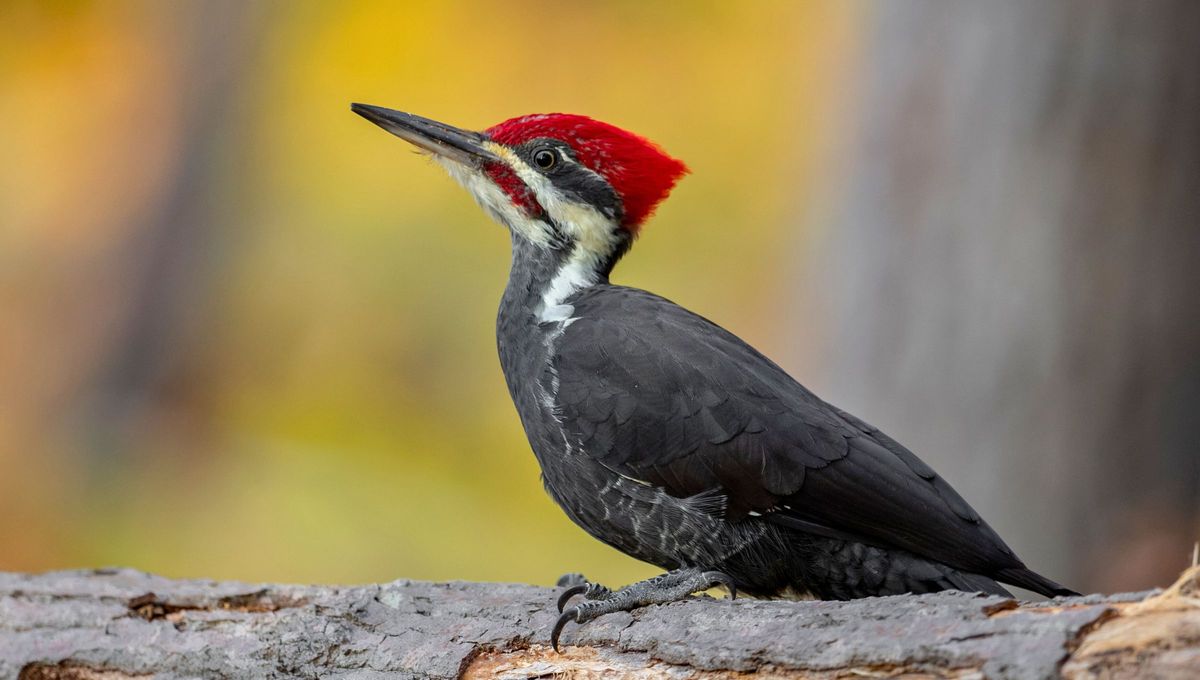 La coordinación muscular y respiratoria en los pájaros carpinteros que resisten impactos extremos al golpear la madera. La coordinación muscular y respiratoria en los pájaros carpinteros que resisten impactos extremos al golpear la madera.