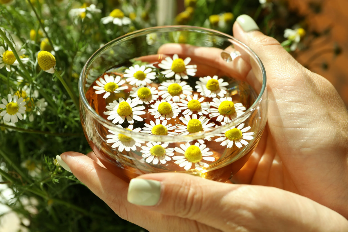 Bueno para la salud. El té de manzanilla es uno de los más consumidos en el mundo.  Bueno para la salud. El té de manzanilla es uno de los más consumidos en el mundo. 