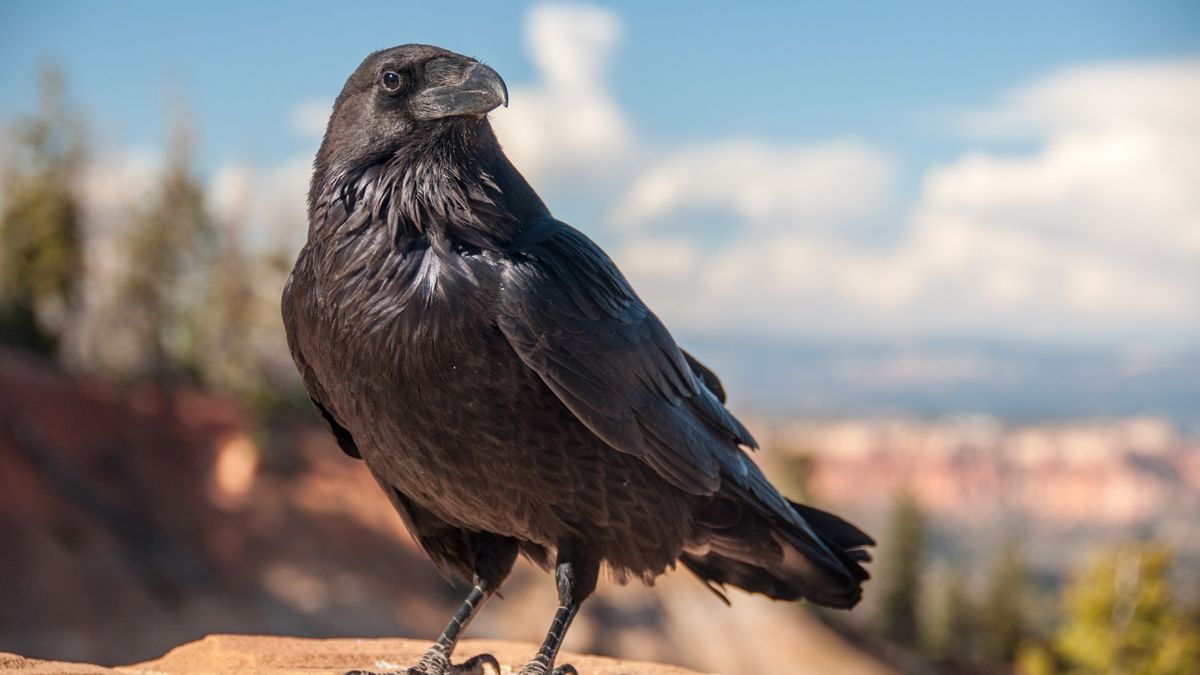 El inesperado descubrimiento que relaciona a los cuervos con los niños pequeños El inesperado descubrimiento que relaciona a los cuervos con los niños pequeños