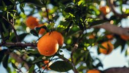 Gracias a las propiedades de las lentejas podrás beneficiar al árbol frutal.