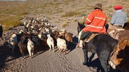 Patricio Olate se dedica a engordar reproductores caprinos durante 9 meses. Y a partir del 15 de mayo comienza a devolverlos a los puesteros para que las cabras puedan parir en primavera.