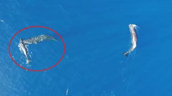 Científicos filman el comportamiento más extraño de las ballenas: inspiró Moby Dick