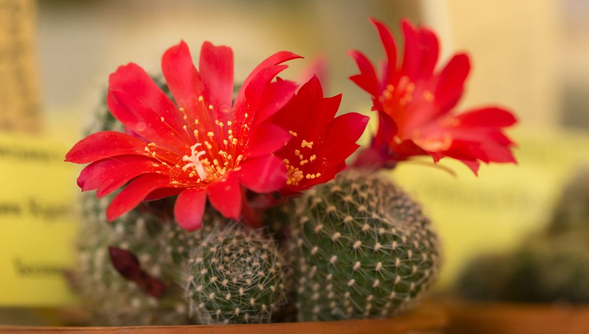 Puedes reproducir tu planta de rebutia por medio de brazos o esquejes del cuerpo de la especie. Puedes reproducir tu planta de rebutia por medio de brazos o esquejes del cuerpo de la especie. 