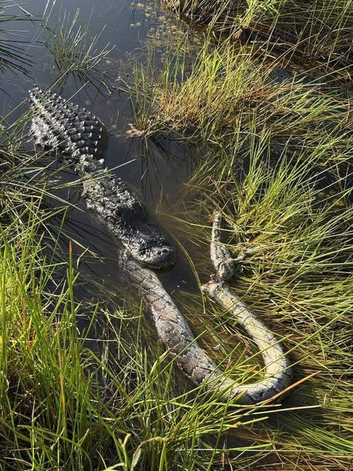 Un cocodrilo ataca a una pitón. Un cocodrilo ataca a una pitón.