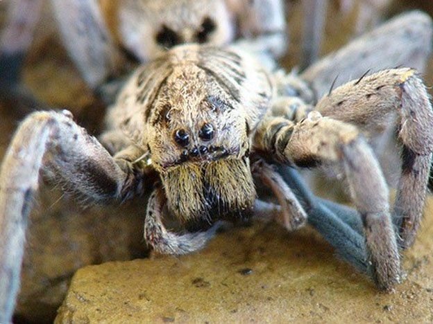 El hambre sexual del araño