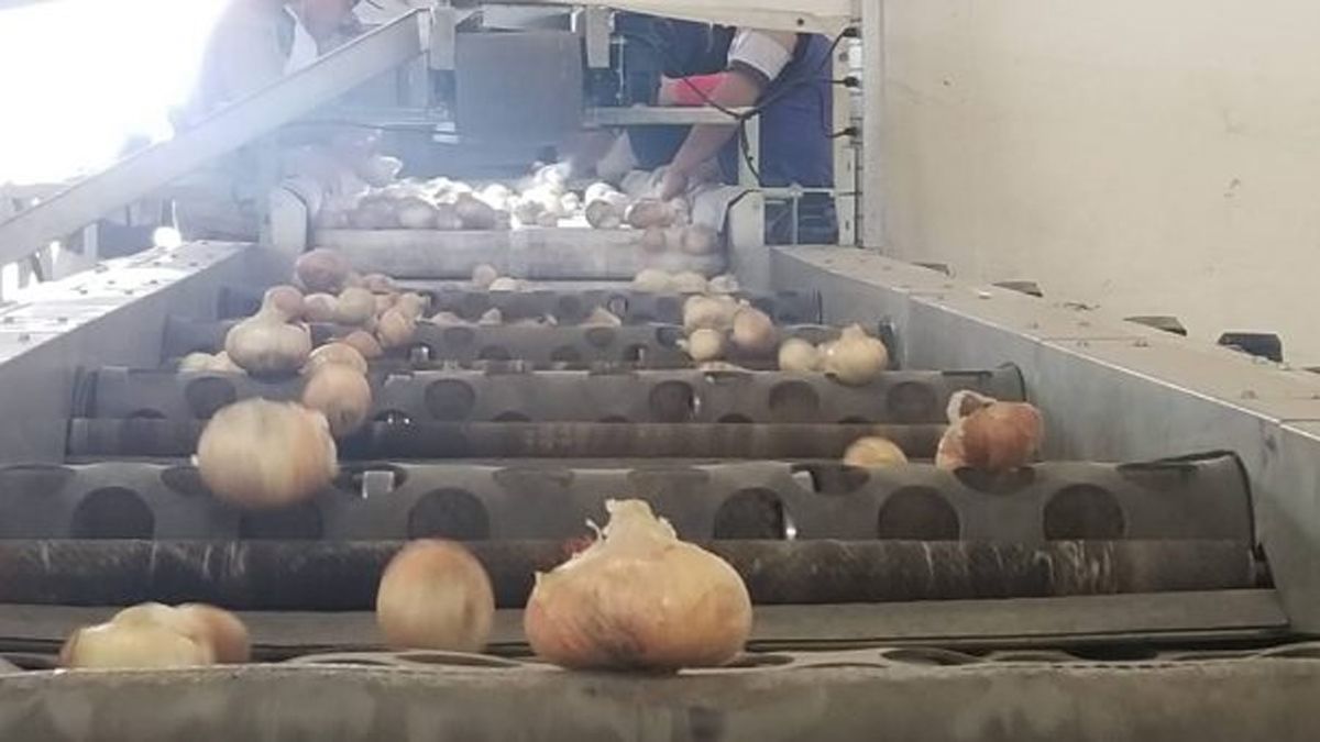 La cebolla aumentó sus exportaciones más del 250%.