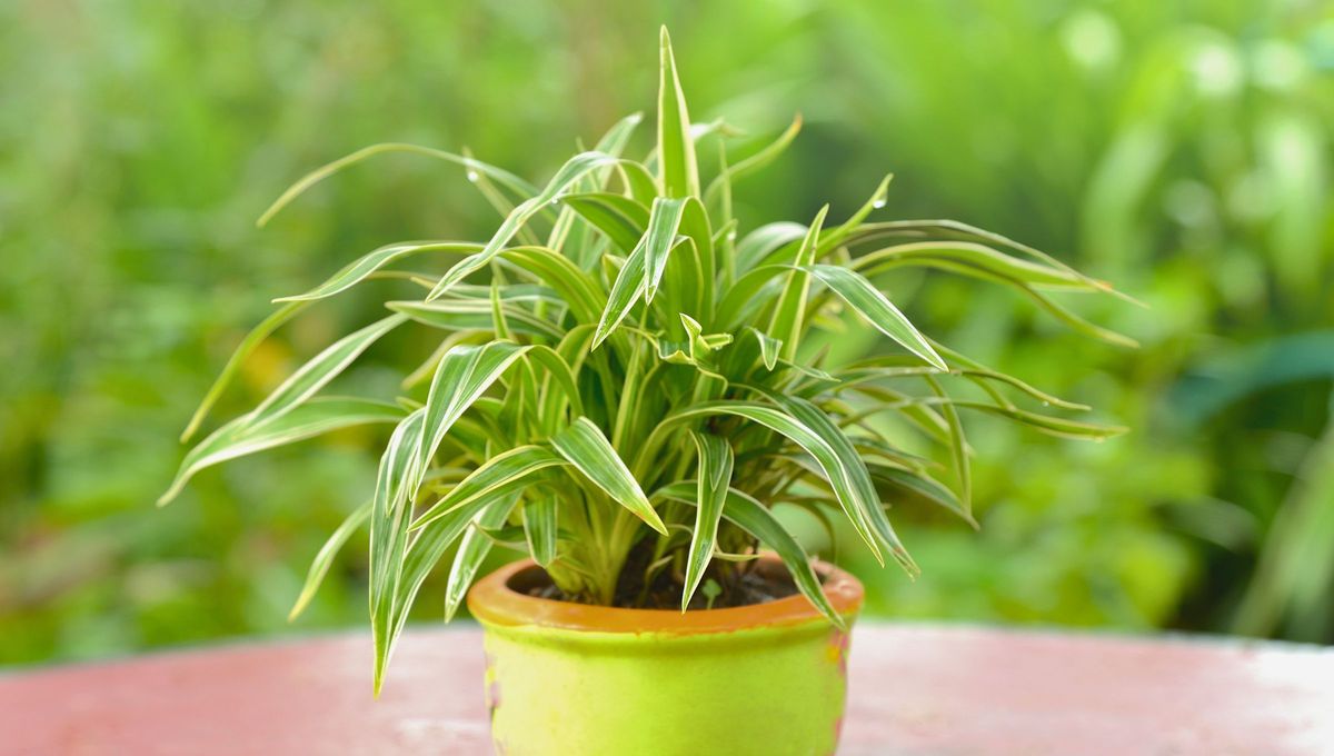 Cada planta que eliges en tu casa tiene un significado y un propósito. Foto Canva Cada planta que eliges en tu casa tiene un significado y un propósito. Foto Canva