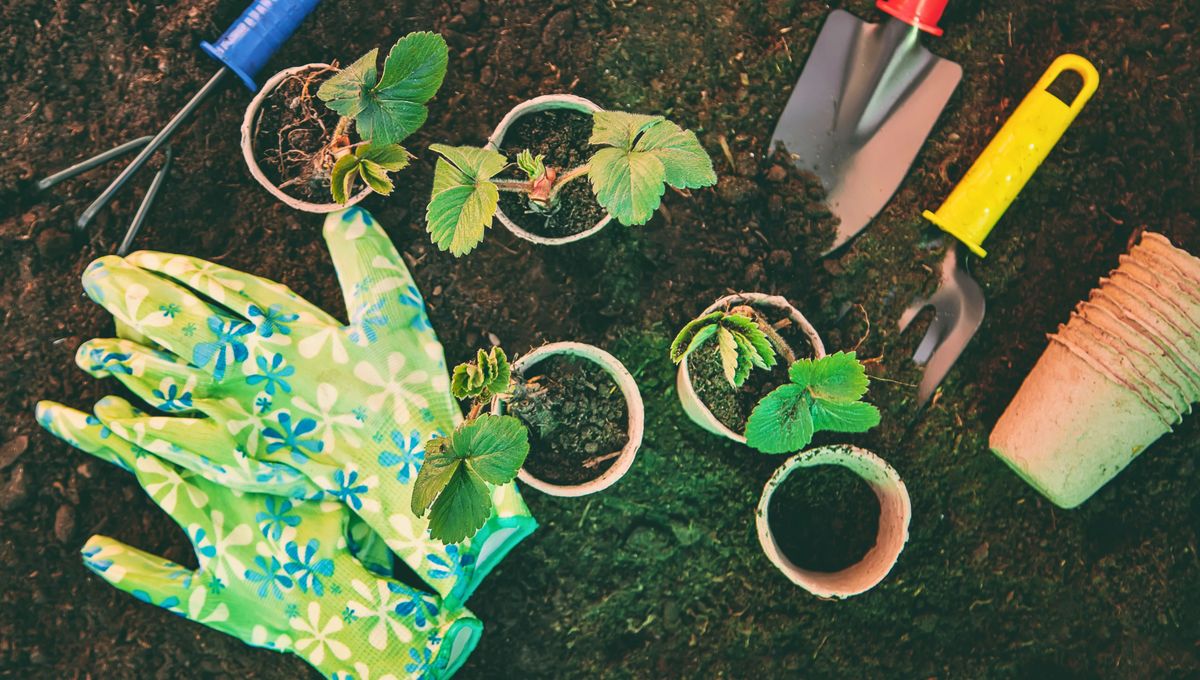 No olvides usar, además de perlitas, macetas con drenaje y orificios inferiores No olvides usar, además de perlitas, macetas con drenaje y orificios inferiores