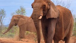 Pupy y Kenya murieron en el Santuario de Elefantes de Brasil en octubre y diciembre pasado. Pupy y Kenya murieron en el Santuario de Elefantes de Brasil en octubre y diciembre pasado.