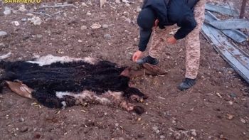 Faenaban animales en forma clandestina, los atraparon y tiraron la carne en el peor lugar para ocultarlo