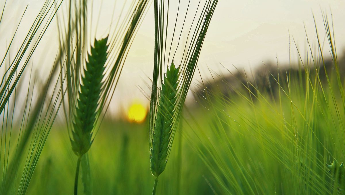 La cebada se posiciona como un superalimento accesible, versátil y saludable. La cebada se posiciona como un superalimento accesible, versátil y saludable.