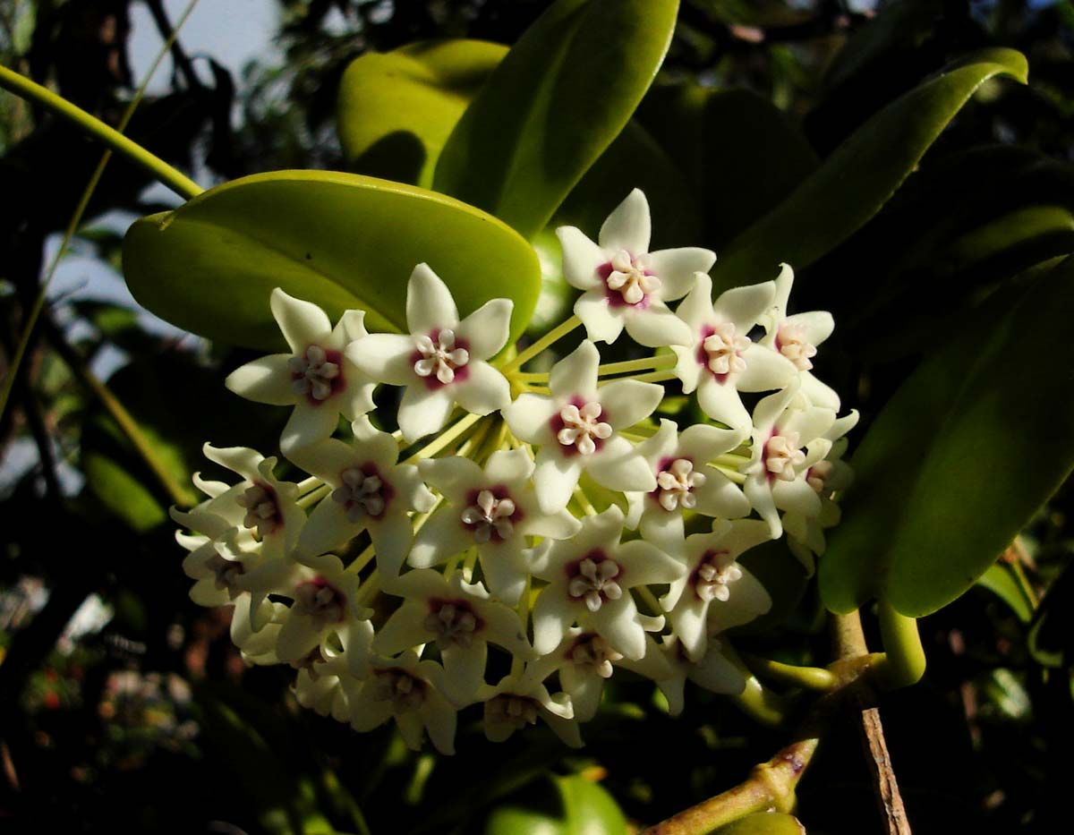 La hoya australis es una planta suculenta. Tiene flores blancas que perfuman durante la noche. 