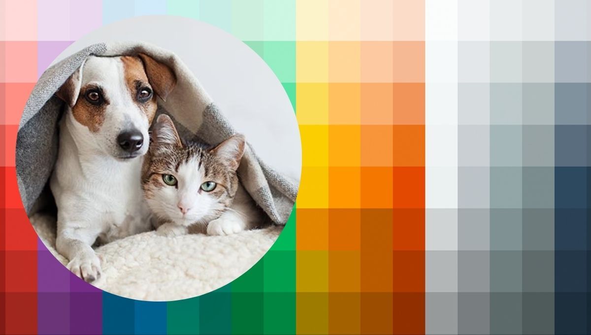 Ni negro, ni celeste: este es el color que genera felicidad en perros y gatos