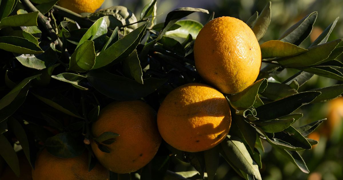 Descubrí cómo beneficiar a tu árbol frutal con agua de lentejas. Foto: Pexels Descubrí cómo beneficiar a tu árbol frutal con agua de lentejas. Foto: Pexels
