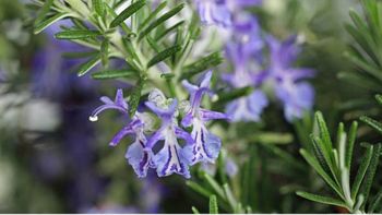 Si querés un romero lleno de flores y con buen aroma en primavera, esto tenés que hacer con la planta en invierno