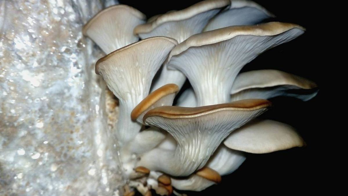 Gírgolas de la variedad parda, o Pleurotus pulmonarius. Gírgolas de la variedad parda, o Pleurotus pulmonarius.
