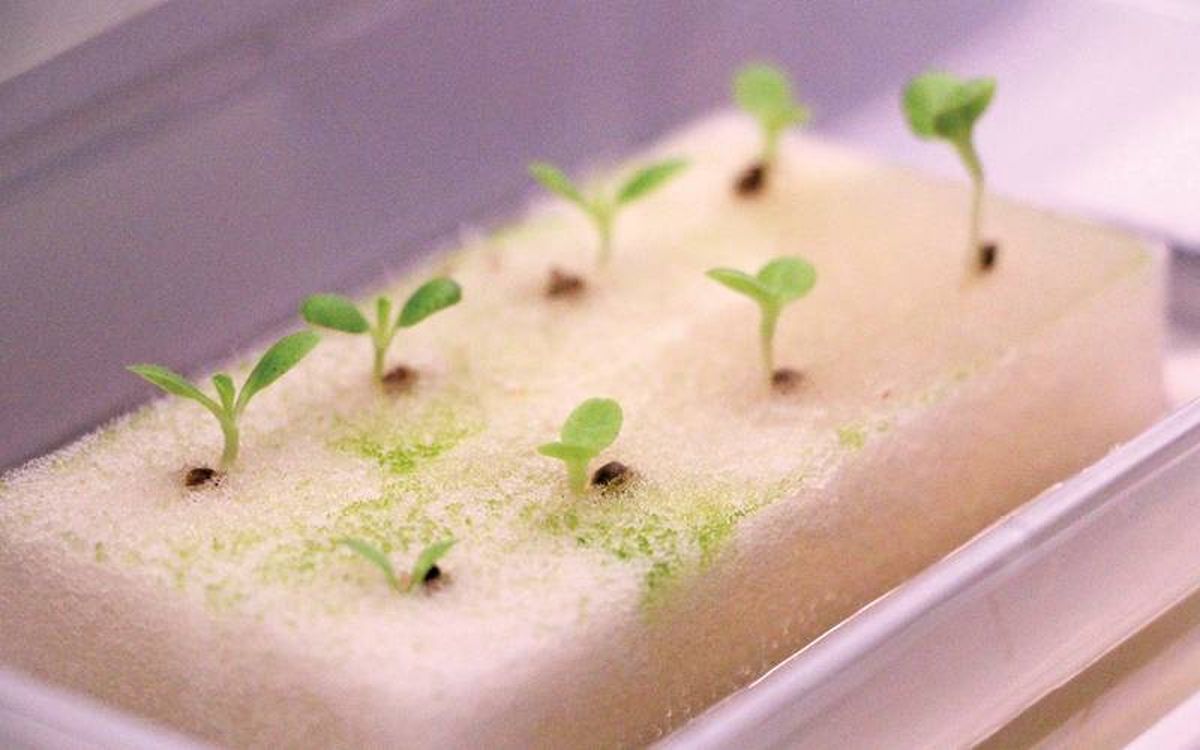 Trucos caseros: recicla la esponja de tu cocina con esta fabulosa idea para tus plantas Trucos caseros: recicla la esponja de tu cocina con esta fabulosa idea para tus plantas